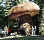 giant-mushroom-oregon